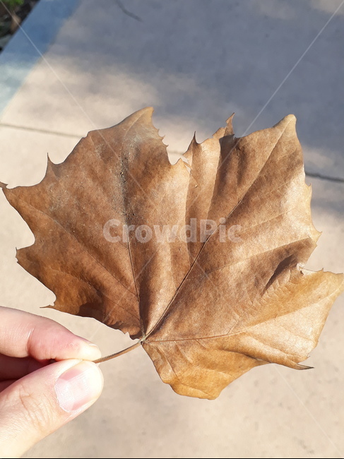 나뭇잎,잎,leaf,plant,식물,마른,마른잎,가을,겨울