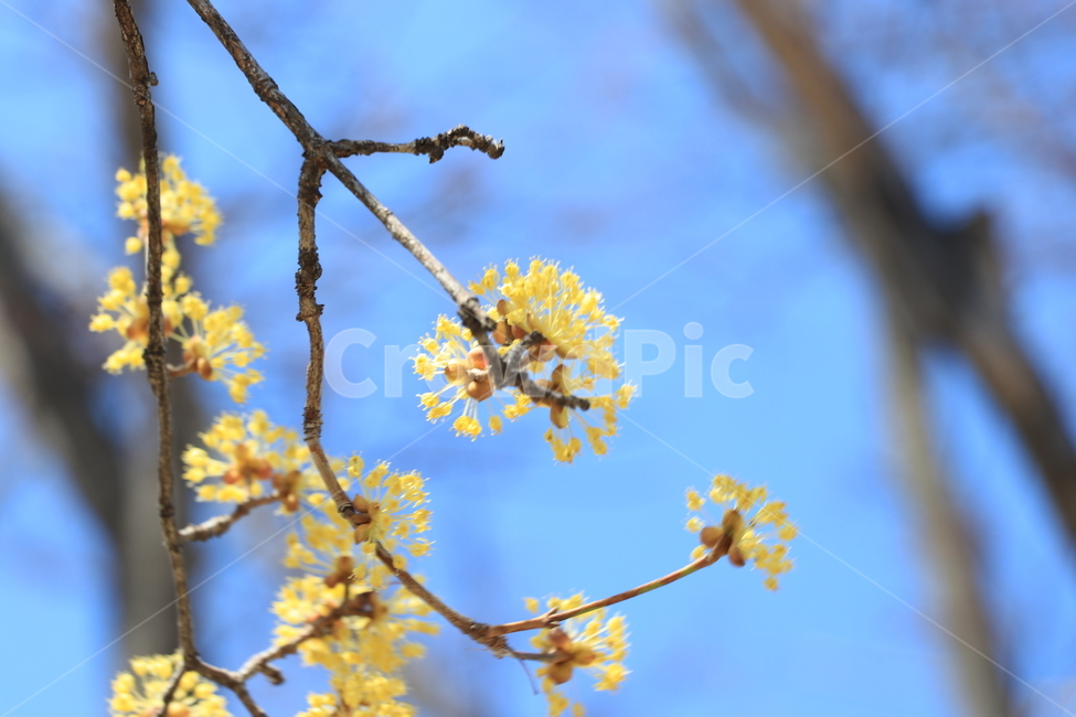 봄,산수유,꽃,spring,flower,봄,계절,spring,season,식물,자연,plants,nature,꽃,flower,plant