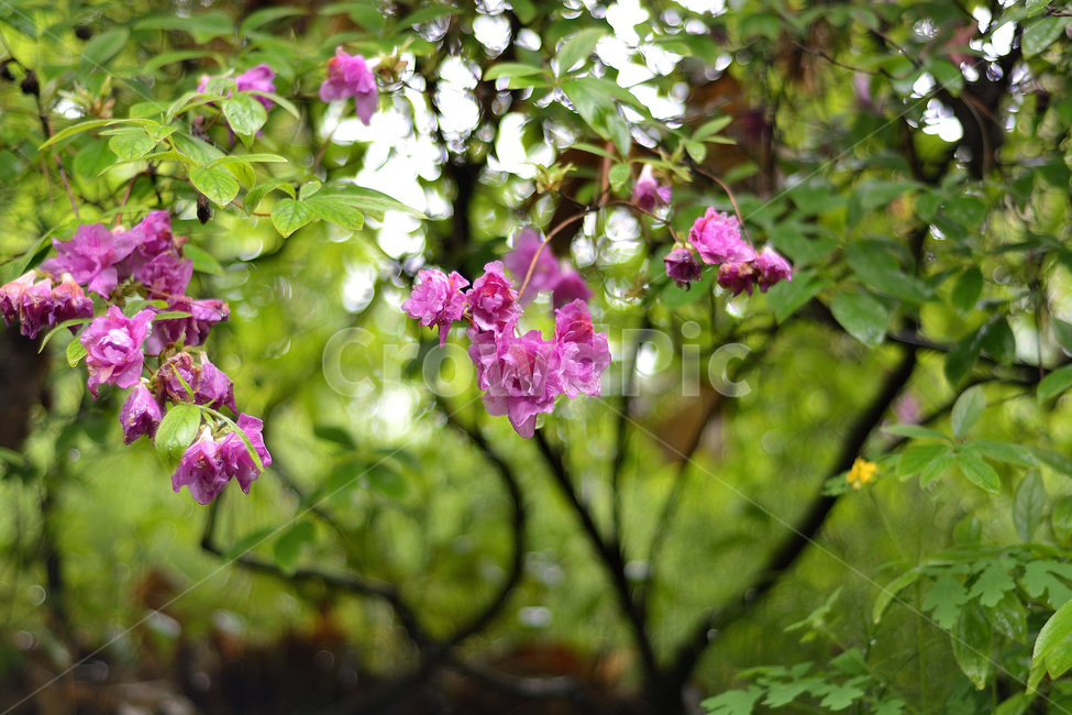 꽃,식물,자연,야생화,진달래,식물,자연,plants,nature,꽃,flower