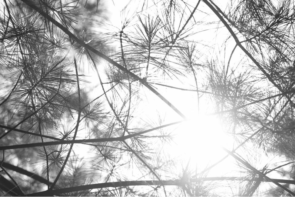 식물,자연풍경,natural,수목원,plant,바탕화면,풍경,자연,흑백사진,blackphoto,감성,sensible,feeling,흑백,모노톤,monochrome,black and white