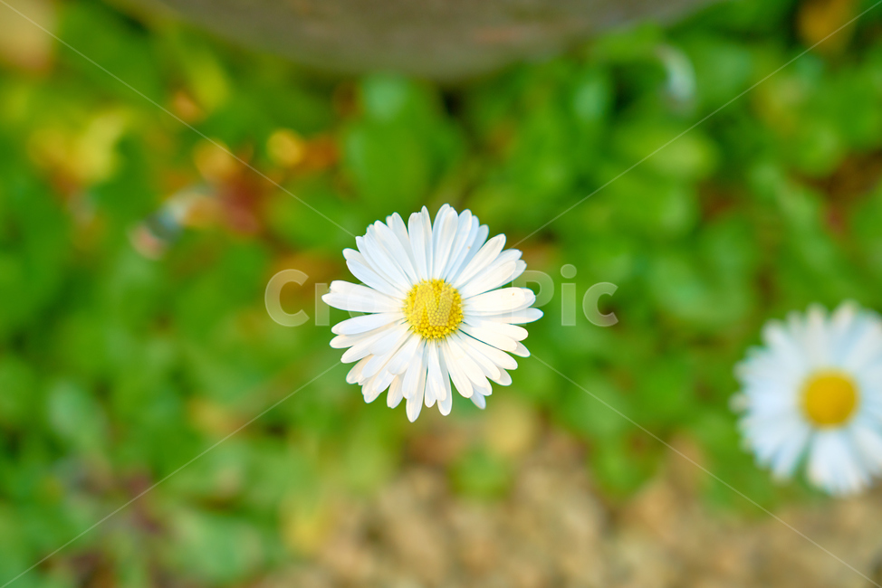 비닐하우스,봄,꽃,flower,flowers,blossom,beautiful,정원,화원,아름다운,식물,자연,plants,nature,꽃,flower