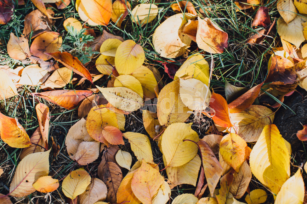 가을,낙엽,자연,풍경,나뭇잎,가을,계절,fall,autumn,season,leaf,잎,plant,식물