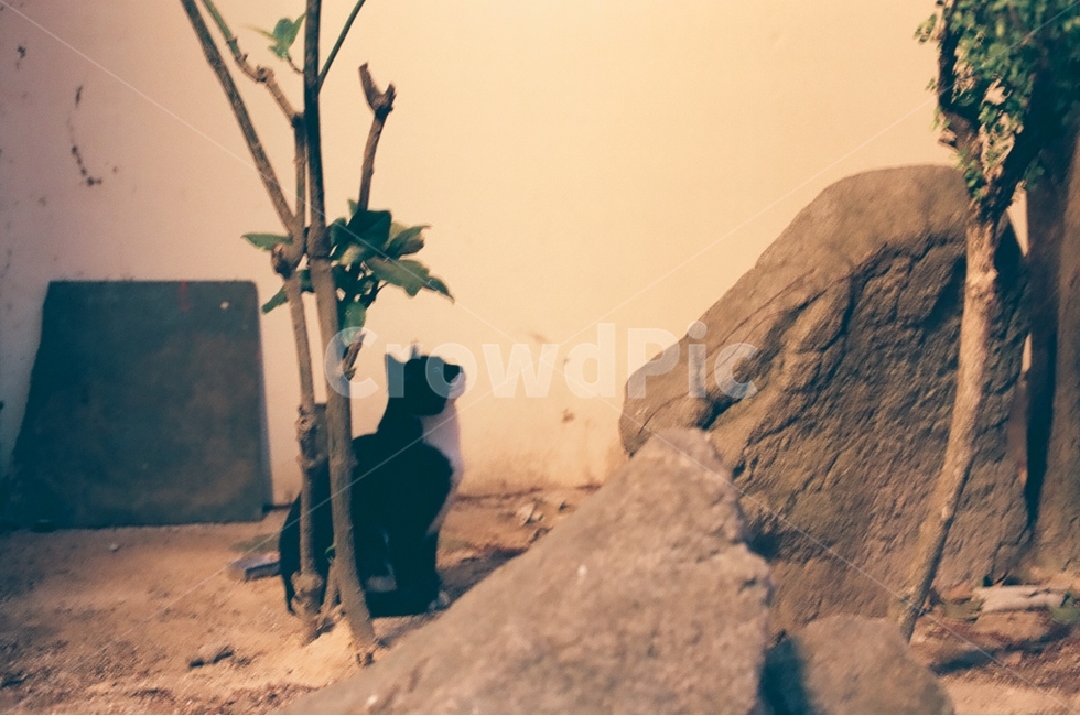 동물,고양이,포유류,턱시도,길고양이,CAT,감성,가을,감정,landscape,feeling,emotion,동물,animal,포유류,mammal,고양이,cat,kitten,kitty,감성,sensible,feeling