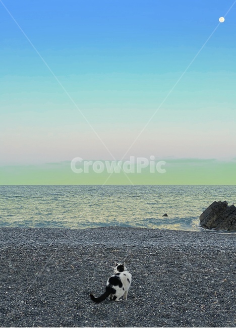 고양이,하늘,바다,일몰,노을,cat,animal,sea,sky,sunset,달,moon