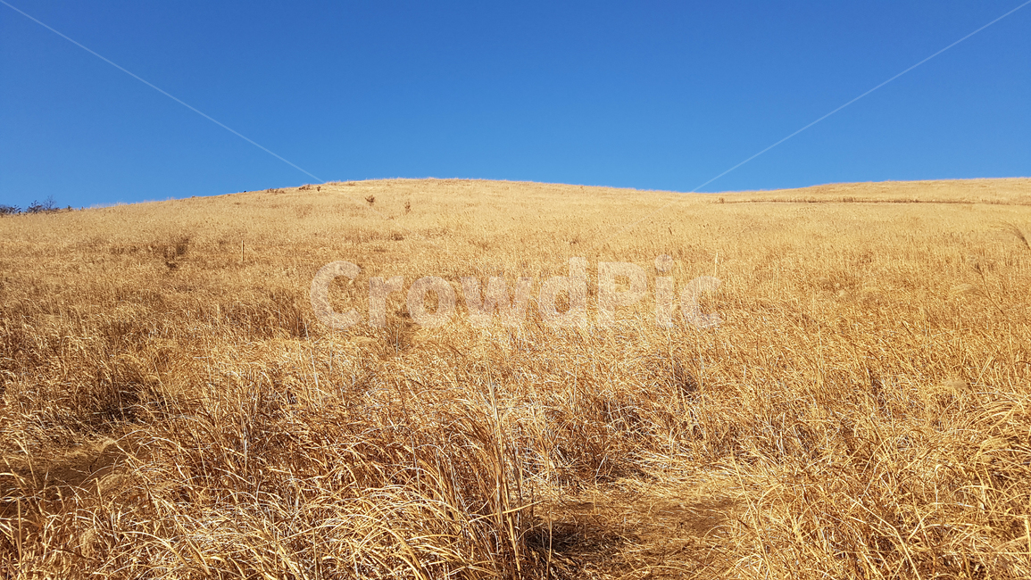 억새,오름,하늘,가을,풀밭,자연,풍경,nature,landscape,outdoors,옥외,field,들