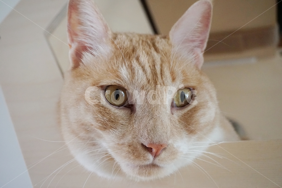 동물,고양이,코리안숏헤어,냐옹이,코숏,동물,animal,포유류,mammal,고양이,cat,kitten,kitty