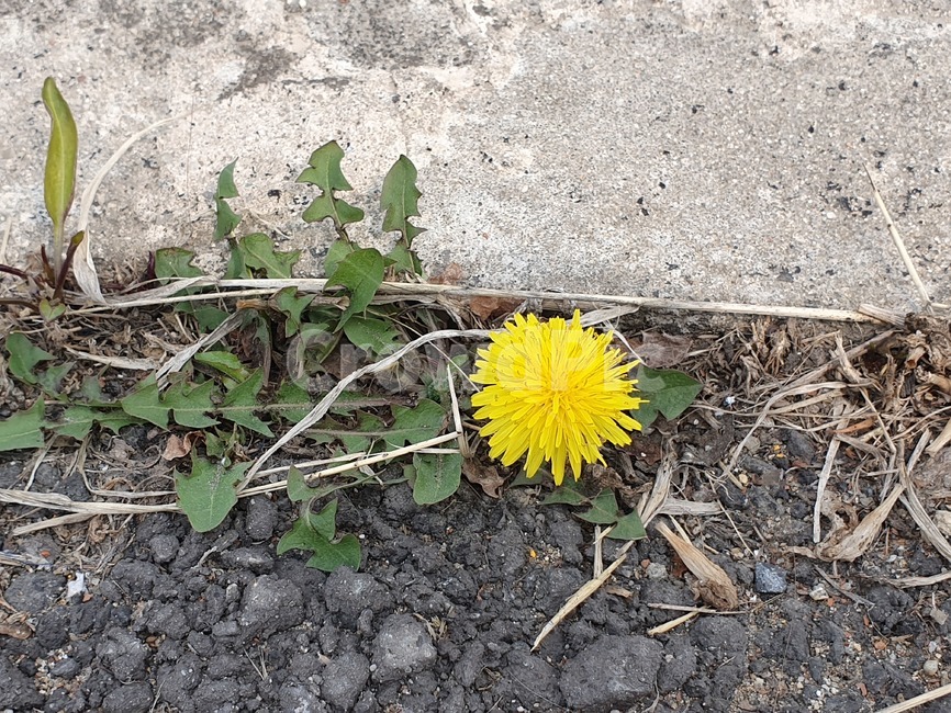꽃,봄꽃,민들레꽃,노란꽃,노란색,yellow,아스팔트에핀꽃,콘크리트에핀꽃,아스팔트,콘크리트,식물,자연,plants,nature,꽃,flower