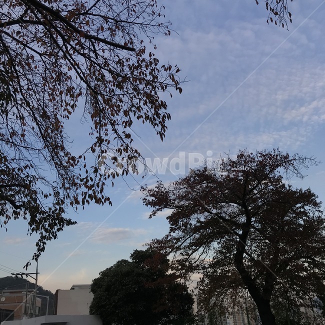 하늘,구름,풍경,노을,겨울,감성사진,tree,나무,plant,식물,sunset