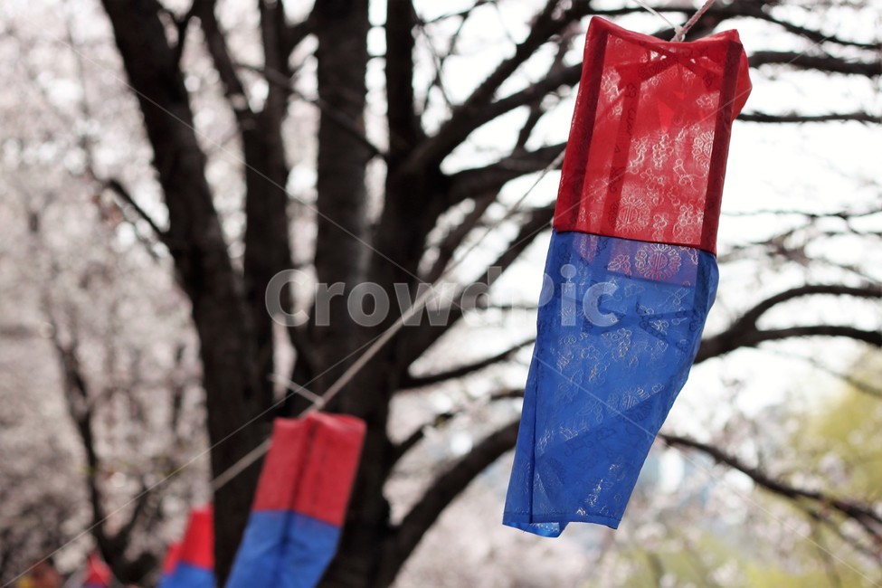 나무,연등,연등축제,벚꽃,봄,한국전통,한국문화,korean traditional,korean culture