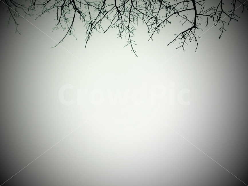 여백,나무,흐린날,비온날,회색,자연,풍경,nature,landscape