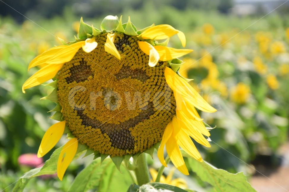 해바라기,sunflower,꽃,함안해바라기축제,식물,여름,계절,summer,season,식물,자연,plants,nature,꽃,flower,plant,blossom