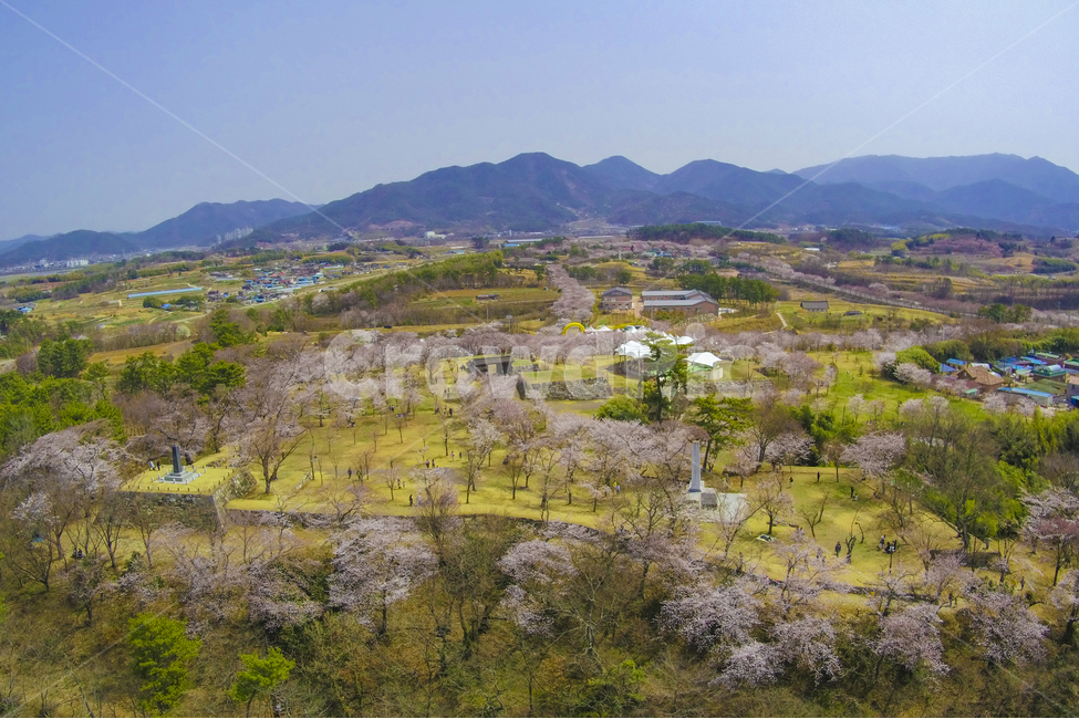 드론,항공촬영,벚꽃,축제,한국,drone,skyview,cherryblossom,festival,korea,봄,계절,spring,season,자연,풍경,nature,landscape,한국자연풍경,한국자연경관,korea nature landscape,시골,마을,country,rural,town,scenery,outdoors,옥외,경치