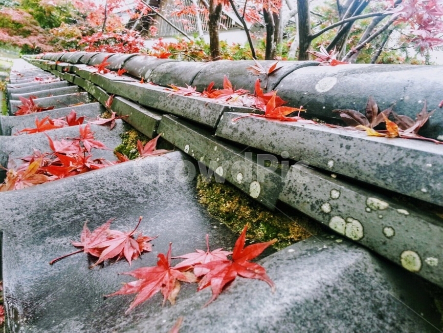 가을,단풍,기와,나무,담벼락