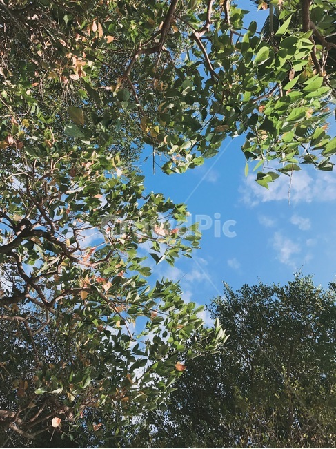 나무,하늘,분위기,나무줄기,tree,plant,식물,자연,풍경,nature,landscape,tree trunk,나무 줄기