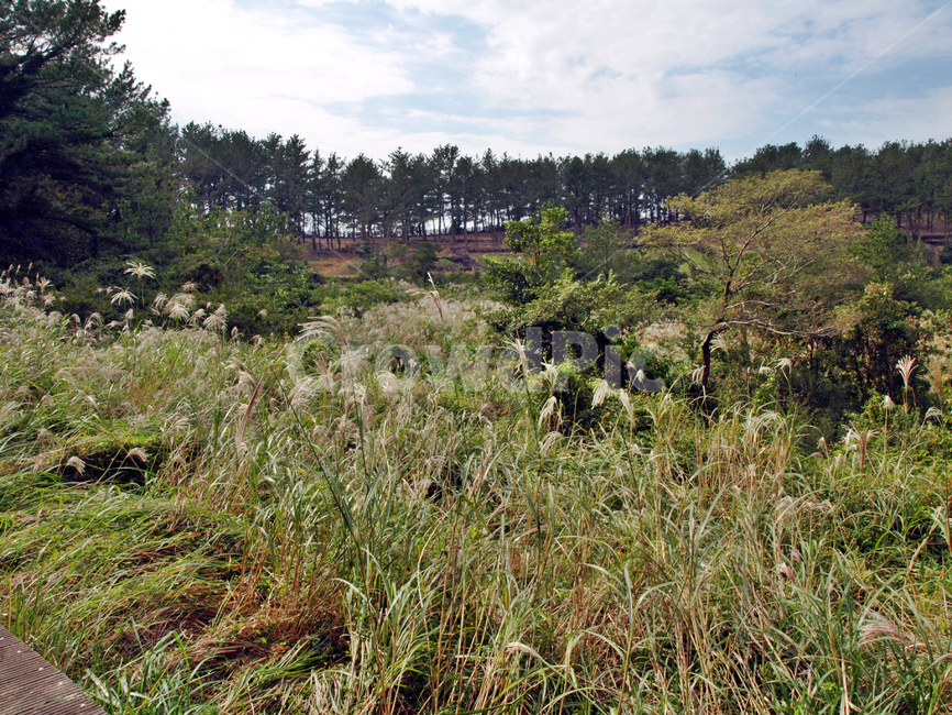베릿내오름,올레8코스,올레길,제주,서귀포시,억새,자연,풍경,nature,landscape,제주도,jeju,jeju island,tree,나무,plant,식물,fir,전나무,abies,아비,grass,잔디