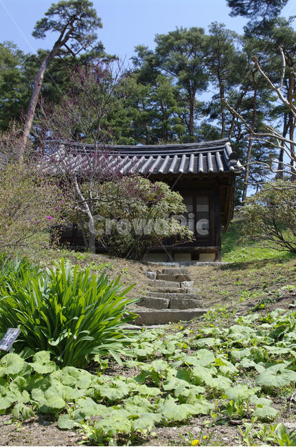 전통가옥,한옥,기와지붕,건축,식물,나무,한국전통,한국문화,korean traditional,korean culture,건축물,건물외관,exterior,building,structure,architecture,construction