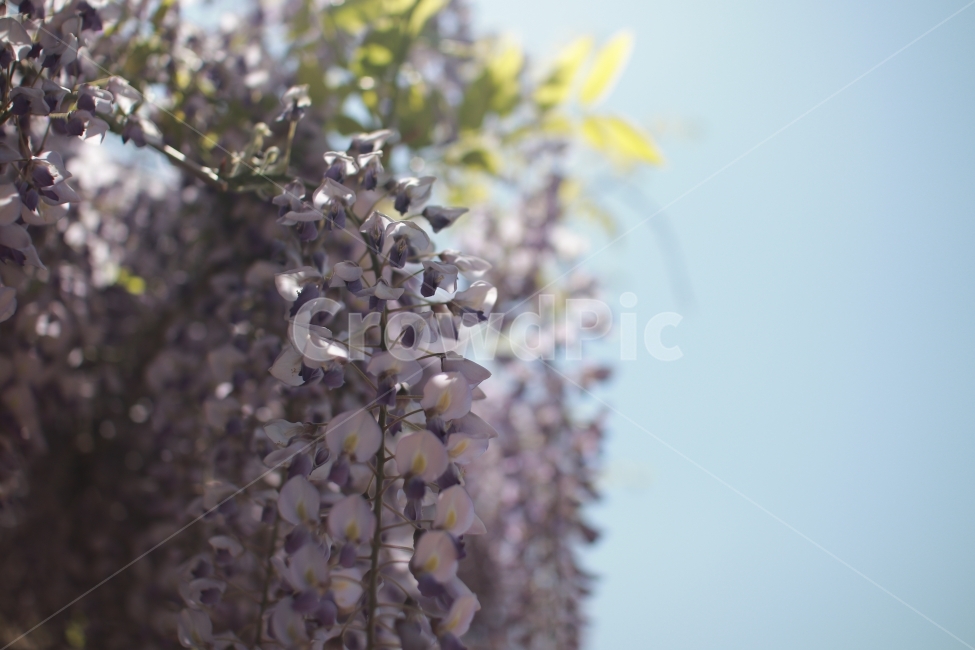 꽃,벚꽃,색감,역광,빛,부드러움,flower,들꽃,식물,자연,plants,nature,꽃,flower