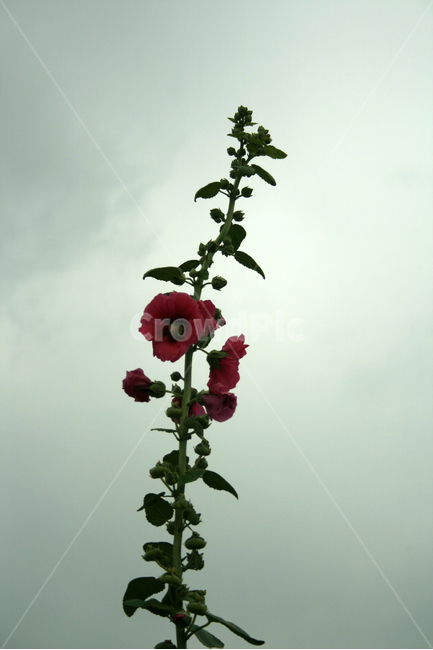 접시꽃,식물,flower,plants,nature,꽃,꽃봉오리,하늘,식물,자연,plants,nature,꽃,flower