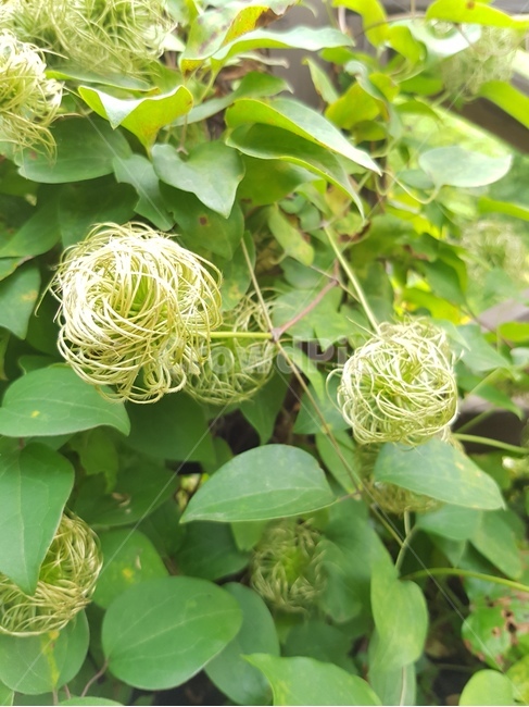 춘천,제이드가든,식물,꽃,여름,flower,summer,plant,식물,자연,plants,nature