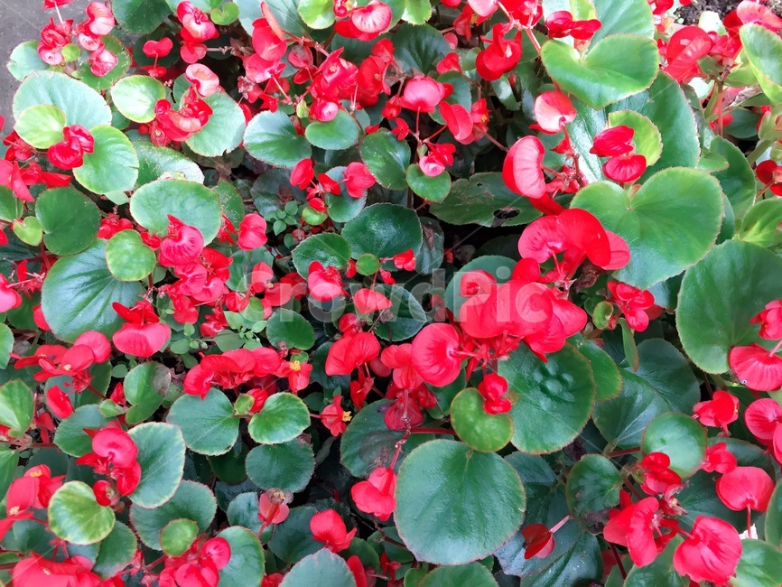 꽃,빨강,식물,잎,자연,식물,자연,plants,nature,꽃,flower