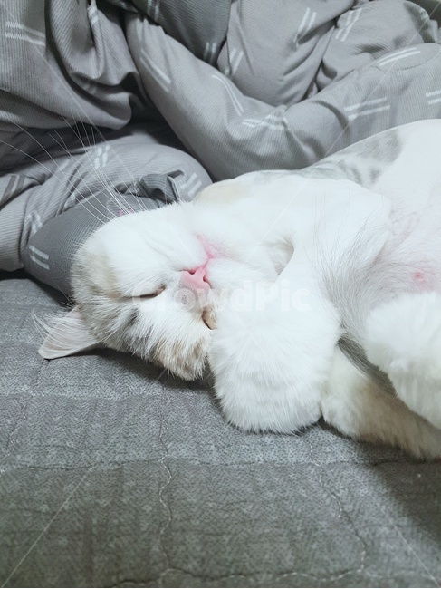 고양이,스코티쉬,반려묘,고양이화보,이쁜고양이,동물,animal,포유류,mammal,고양이,cat,kitten,kitty