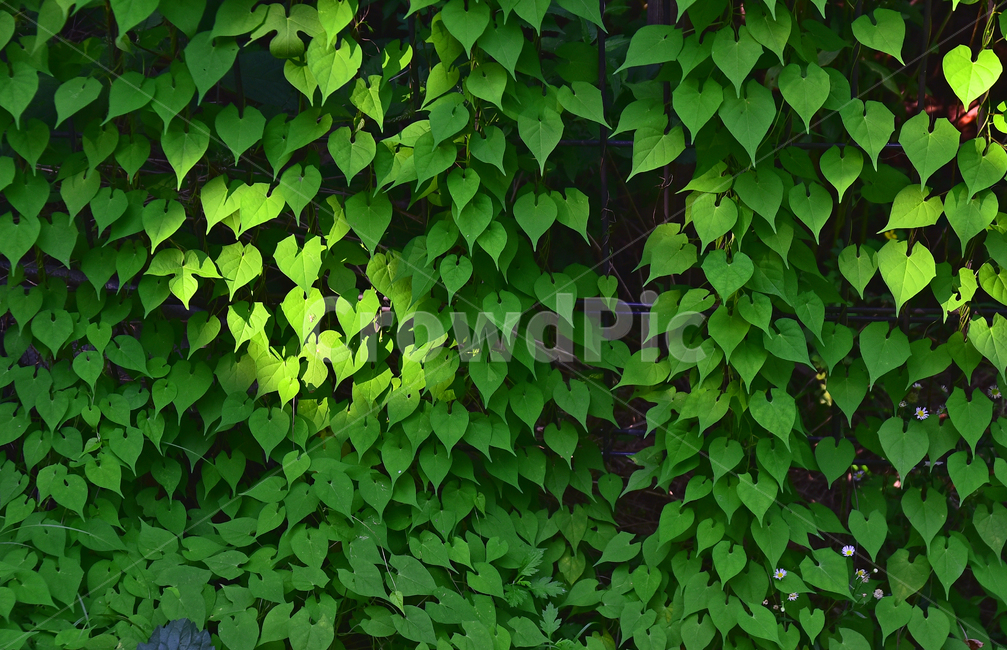 잎새,패턴,반복,비슷한,leaf,잎,plant,식물,명암,빛,그린,초록색,green,바탕,배경,백그라운드,background