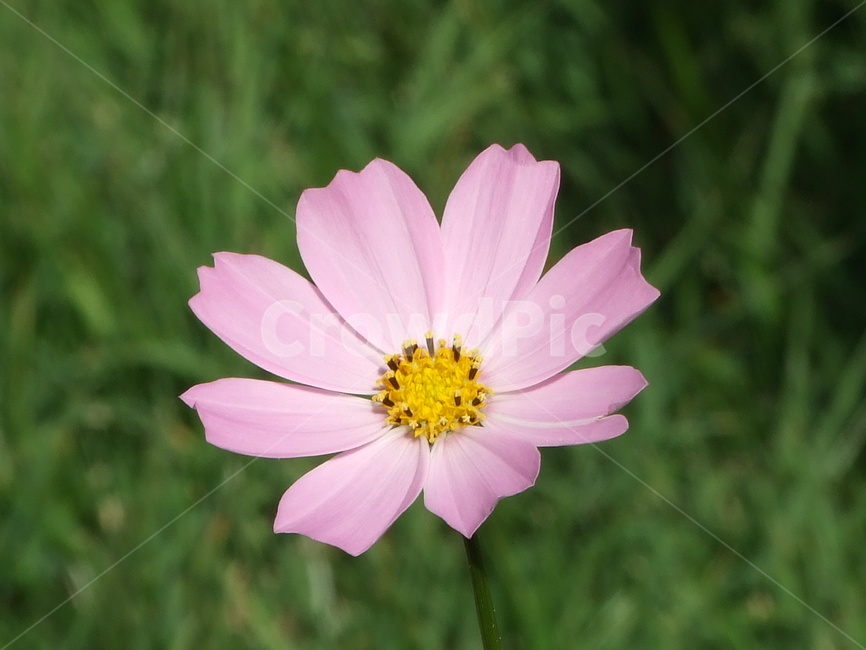 꽃,식물,꽃잎,flower,코스모스,식물,자연,plants,nature,꽃,flower