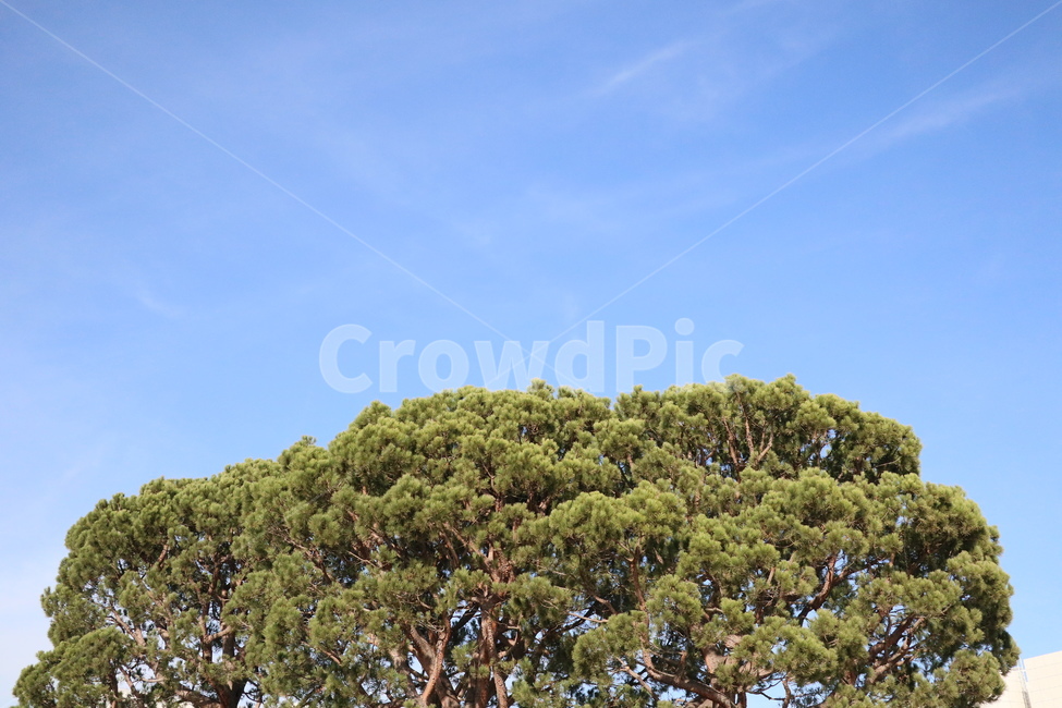 나무,하늘,맑음,tree,sky,자연,풍경,nature,landscape,vegetation,초목,plant,식물,bush,부시