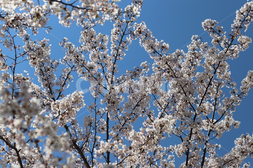벚꽃,꽃,봄,감성,감성사진,화사함,분위기,아름다움,봄,계절,spring,season,식물,자연,plants,nature,꽃,flower,plant,blossom,cherry blossom