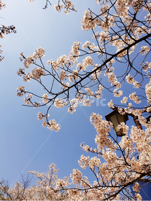 벚꽃,꽃,봄,하늘,flower