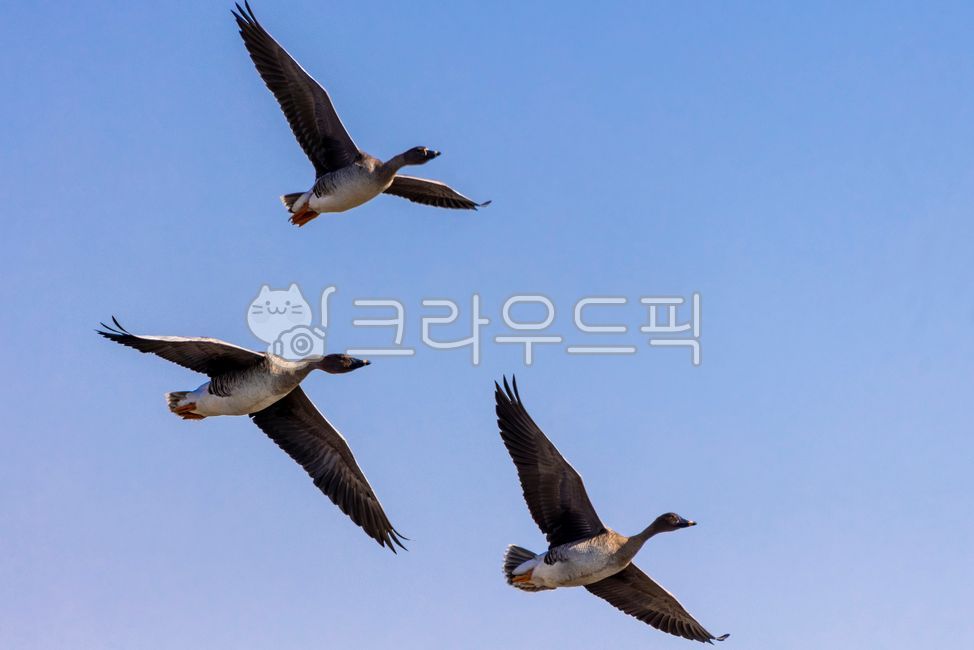 animal,동물,bird,새,기러기,자연,철새,날개,하늘