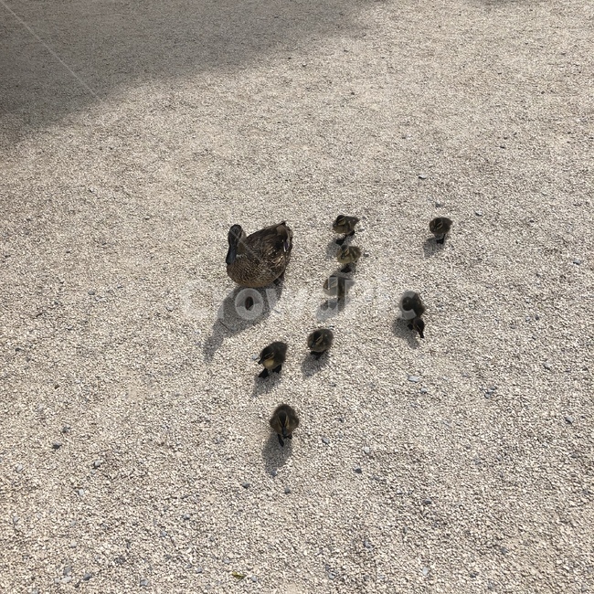 오리,자연,동물,세끼,가족