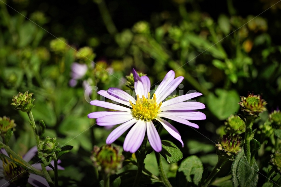꽃,향기,계절,여름,녹색,빨강색,아름다움,자연,healing,nature,bloom,season,smell,beautiful,plant,flower,식물,자연,plants,nature,꽃,flower