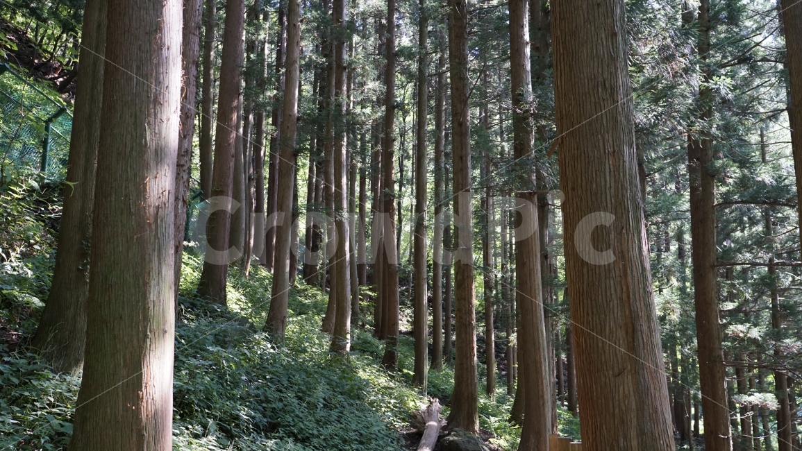 울릉도,여름,summer,여행,관광,자연,nature,경치,풍경,landscape,나무,tree,숲,숲속,산림,삼림,산,mountain,한국,대한민국,korea,섬,휴가,여름휴가,휴식,힐링,힐링사진,감성,감성사진,맑은공기,공기,식물,plants,travel,healing,조경,자연,풍경,nature,landscape,vegetation,초목,plant,outdoors,옥외,forest,woodland,삼림지,land,땅,grove,작은 숲
