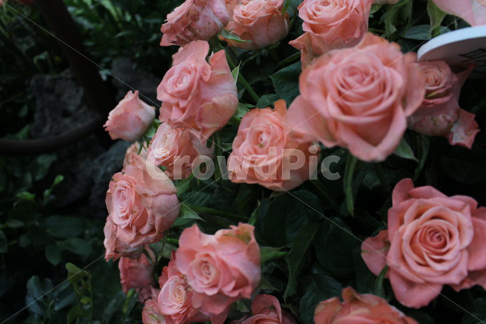 장미,꽃,꽃다발,rose,flower