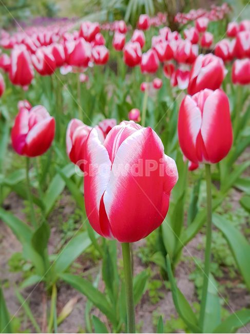 제주도,튤립,꽃밭,빨강색,빨강,녹색,초록색,초록,흙,tulip,봄날,spring,튤립축제,구근식물,flowers,식물,아름다운,공원,꽃축제,배경,바탕,우아한,beautiful,예쁜,화려한,가든,화단,정원,garden,봄,계절,season,자연,plants,nature,flower,plant,blossom
