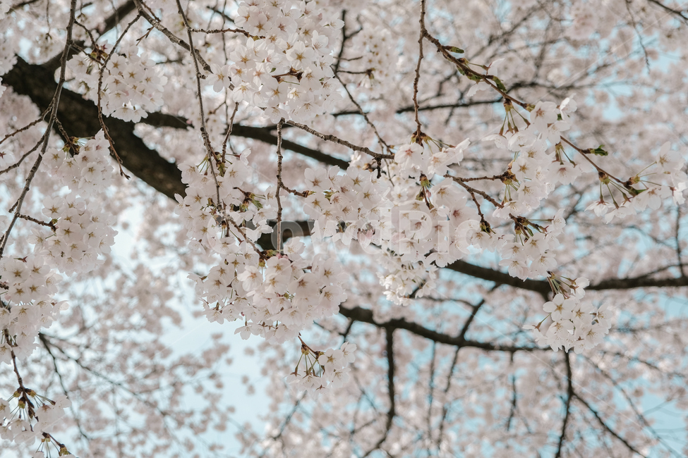 벚꽃,벚꽃나무,자연,봄,계절