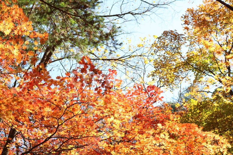 단풍,나무,단풍나무,빨간색,가을,단풍잎,나뭇잎,가을,계절,fall,autumn,season,tree,plant,식물,maple,leaf,잎