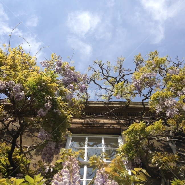 나무,영국,꽃,하늘,창문,캐임브릿지,tree,unitedkingdom,uk,cambridge,flower,flowers,sky,window