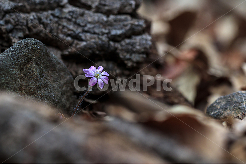 봄,노루귀,야생화,수리산,봄꽃,식물,자연,plants,nature,꽃,flower