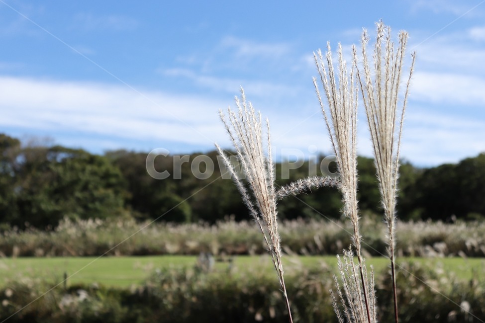 plant,식물,grass,잔디,갈대,식물,자연,plants,nature