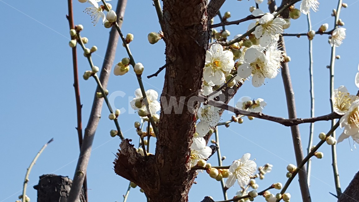 자연,식물,매화,봄,꽃,식물,자연,plants,nature,꽃,flower