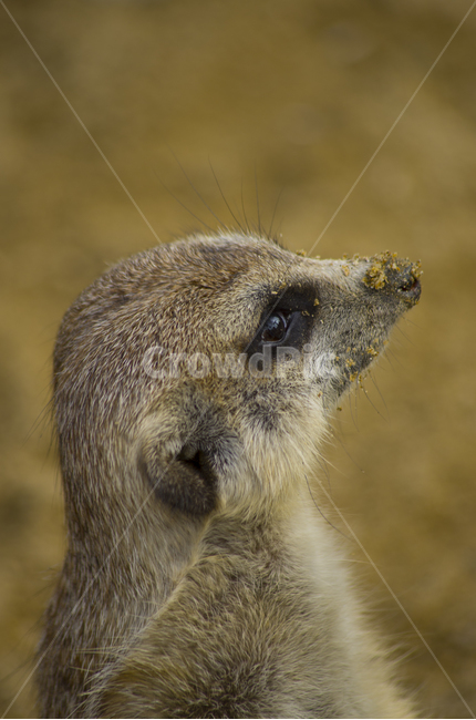 미어캣,포유류,경계,동물,동물원,라이언킹,귀요미,티몬,라이온킹,lionking,meerkat,animal,zoo,mammal,cute,alert,동물,animal,포유류,mammal