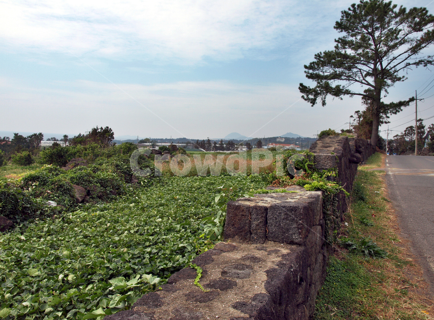 월평마을,올레8코스,올레길,제주,서귀포,밭,마을,자연,풍경,nature,landscape,제주도,jeju,jeju island,ground,바닥