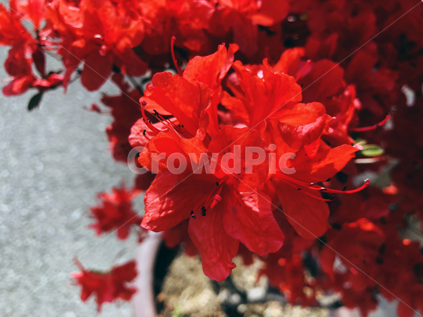 철쭉,봄꽃,꽃,빨강,빨간철쭉,azaleas,springflowers,flowers,red,redazale,royalazalea