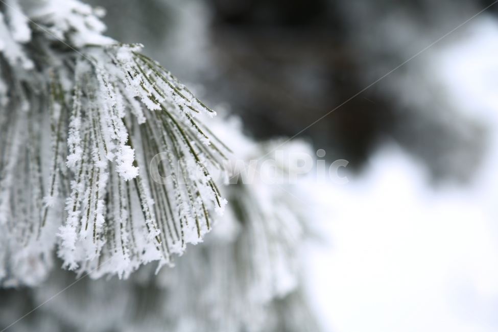 겨울,눈꽃,소나무,설경,3덕유산,겨울덕유산,눈,겨울사진,겨울풍경,겨울,계절,winter,season,식물,자연,plants,nature