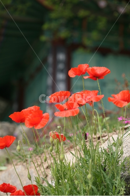 꽃,양귀비,화초,양귀비꽃,flower,nature,plants