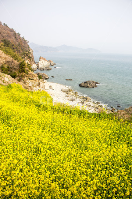 유채꽃,노란색,꽃,봄,봄꽃,시즌,플라워,배경,풍경,야외,생화,식물,백그라운드,봄,계절,spring,season,자연,풍경,nature,landscape,grassland,목초지,outdoors,옥외,field,들,rural,농촌,farm,농장