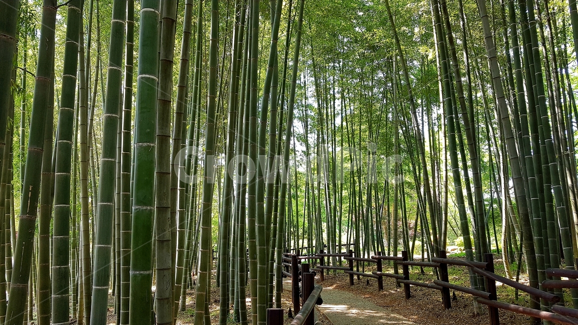대나무,숲,수목원,자연,힐링,명상,마인드풀니스,나무,공원,녹색,산책,건강,bamboo,forest,park,trees,green,healing,meditation,nature,mindfulness,outdoor,야외