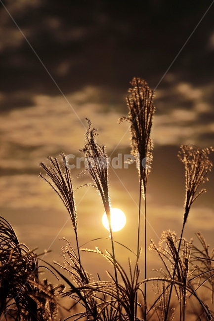 갈대,노을,공원,하늘,구름,reed,park,sky,그림자,실루엣,silhouette,sunset,가을,계절,fall,autumn,season,식물,자연,plants,nature,plant,grass,잔디